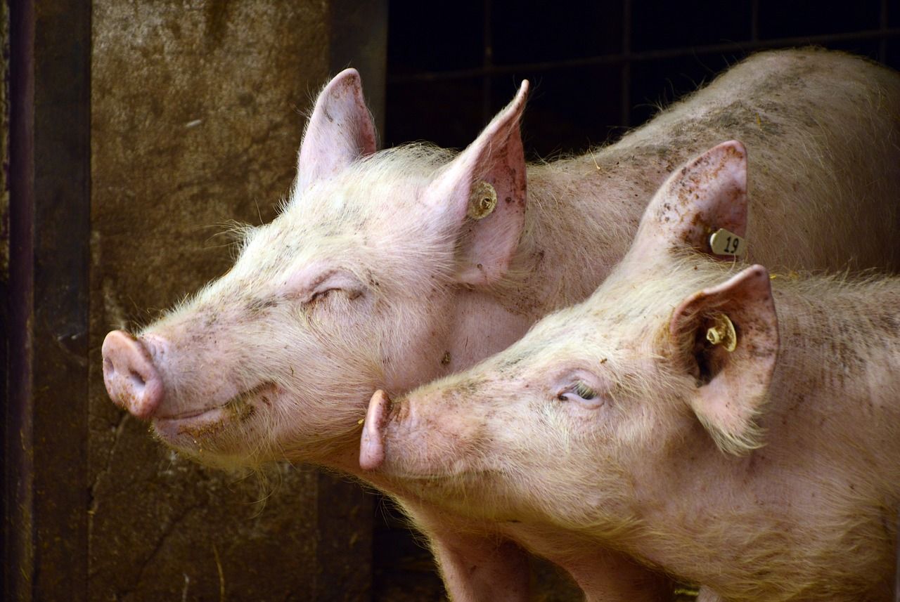 Koryta dla świń – co należy o nich wiedzieć?